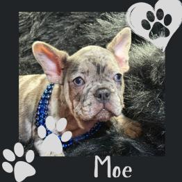 Merle Frenchie for rehome 