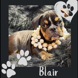 English bulldog puppy for sale 