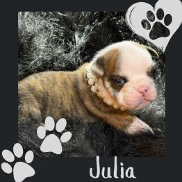 English bulldog puppy for sale 