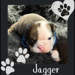 English bulldog puppy for sale 
