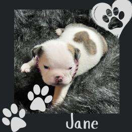 English bulldog puppy for rehome 