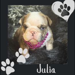 English bulldog puppy