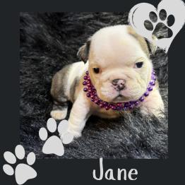 English bulldog puppy