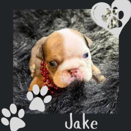 English bulldog puppy for sale 