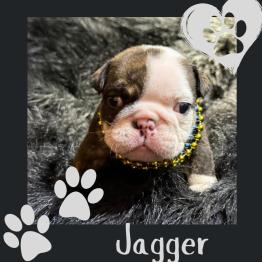 English bulldog puppy 