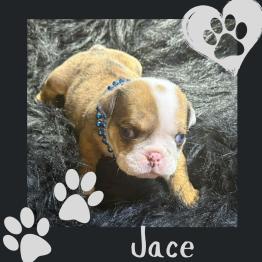 English bulldog puppy for sale