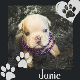 English bulldog puppy for rehome 