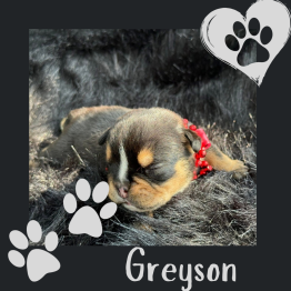 Greyson 