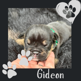Gideon