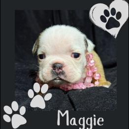 Red and white English Bulldog 