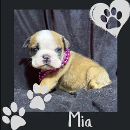 English bulldog puppy 