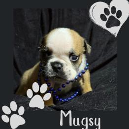 English bulldog puppy 
