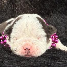 Puppy