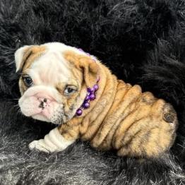 English bulldog puppy 