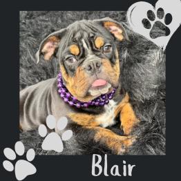 English bulldog for sale 
