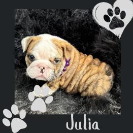 English bulldog puppy 
