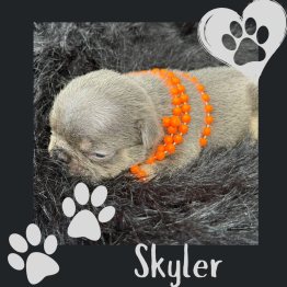 Skyler