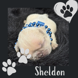 Sheldon