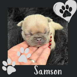 Samson