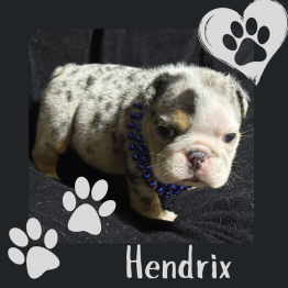 Hendrix 