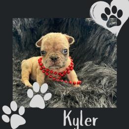 Kyler French merle  