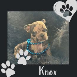 Knox Merle Frenchie 