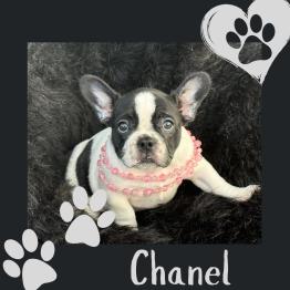 Frenchie for rehome 