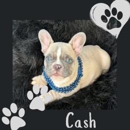 Frenchie for sale 