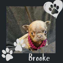 Brooke