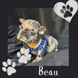 Beau
