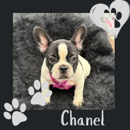 Frenchie for rehoming 