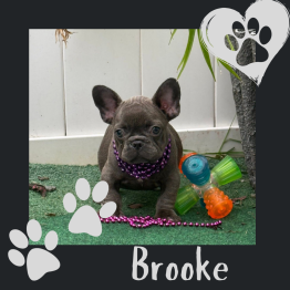French bulldog