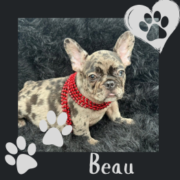 Frenchie for sale