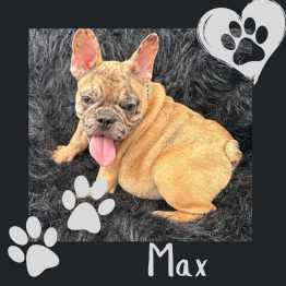 Frenchie for sale