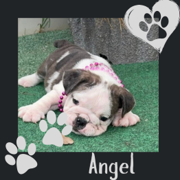 English bulldog puppy for sale 