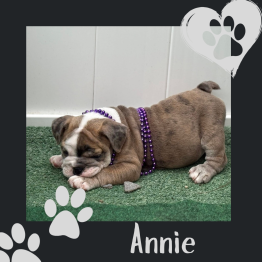 English bulldog for sale