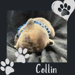 Male Frenchie for adoption