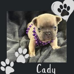 Female French Bulldog puppy 