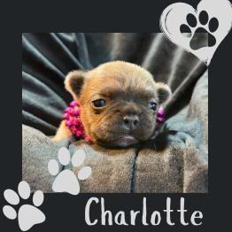 Frenchie puppy for sale 