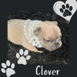 Frenchie for sale 