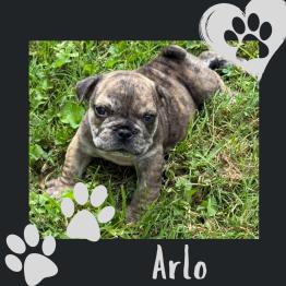 Brindle male English bulldog for sale 