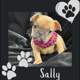 Frenchie puppy for sale 