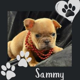 Frenchie for sale 