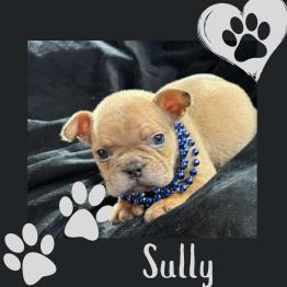 Frenchie male puppy