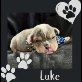 Merle English bulldog for sale