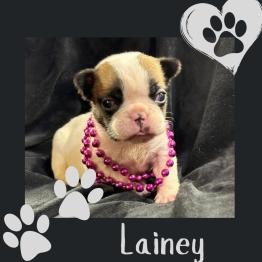 English bulldog puppy