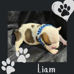 English bulldog puppy 