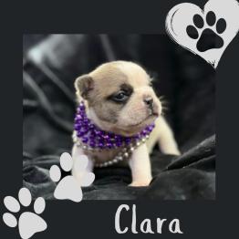 Frenchie for sale 