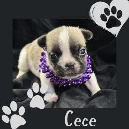 French bulldog puppy available 