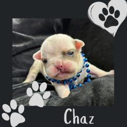 Frenchie puppy